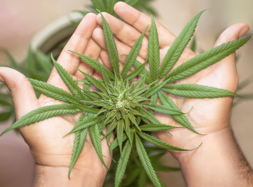 Vortrag Cannabis als Heilpflanze