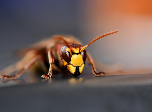 Hornissen und Wespen - die Schwestern der Honigbiene